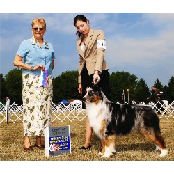 Australian Shepherd Dog Breeder in Sewickley, Pennsylvania