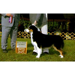 Aussie in Pennsylvania picture 2