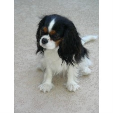 Cavalier King Charles Spaniel breeder in Gilbert Arizona