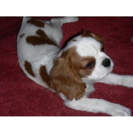 Cavalier King Charles Spaniel in Arizona picture 2