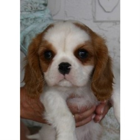 Cavalier King Charles Spaniel breeder in Arizona picture 2