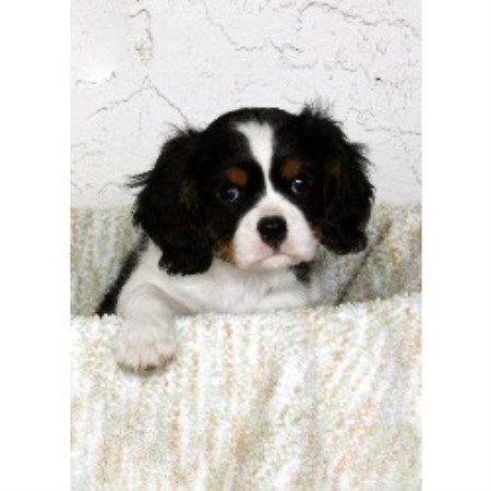 Cavalier King Charles Spaniel in Arizona