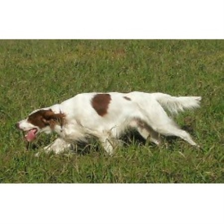 Irish Red And White Setter Breeder in Modesto, California