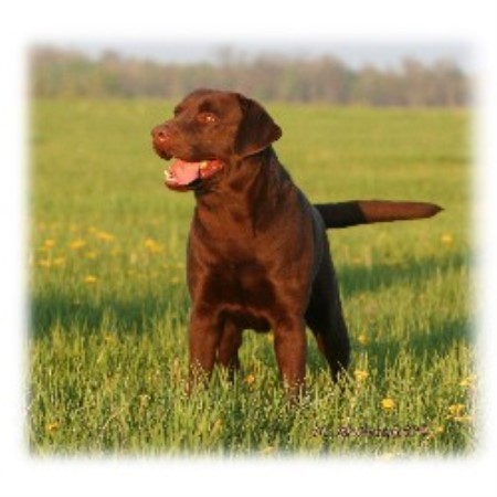 Labrador Retriever Breeder 9253