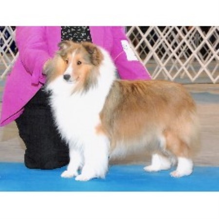 Shetland Sheepdog breeder in Mesa Arizona