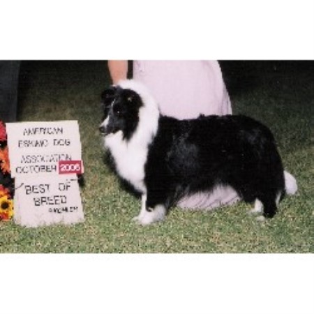 Sheltie in Arizona picture 2
