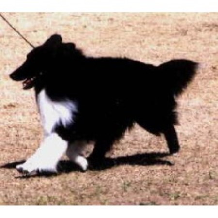 Sheltie in Arizona
