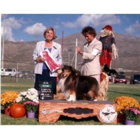 Sheltie breeder in Arizona picture 2