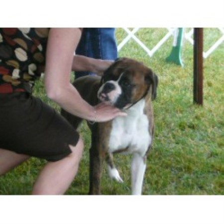 free boxer puppies in michigan boxer breeders in michigan freedoglistings free boxer puppies in michigan boxer breeders in michigan freedoglistings