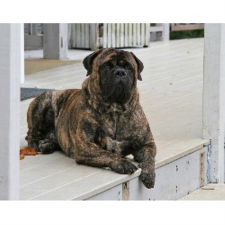 bullmastiff puppies for sale in nc bullmastiff for stud in marion carolina breeds picture bullmastiff puppies for sale in nc bullmastiff for stud in marion carolina breeds picture