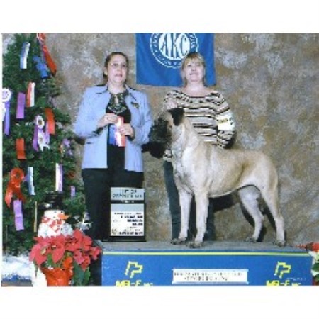 Bullmastiff Breeder in Corapeake, North Carolina