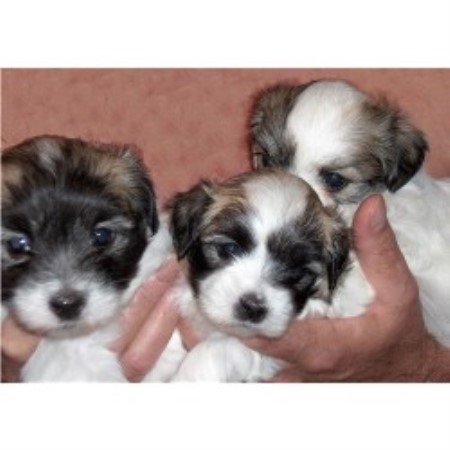 Coton De Tulear breeder in Pennsylvania picture 2