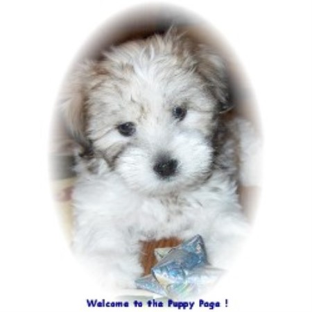 coton de tulear puppies for sale florida coton de tulear breeders in pennsylvania freedoglistings coton de tulear puppies for sale florida coton de tulear breeders in pennsylvania freedoglistings