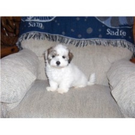Coton De Tulear breeder in New Castle Pennsylvania