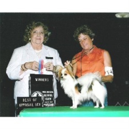 Papillon breeder in Michigan picture 2