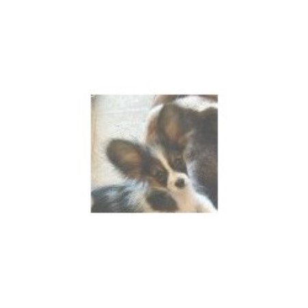 Papillon breeder in Grand Rapids Michigan