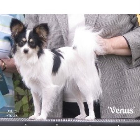 Papillon in Michigan picture 2