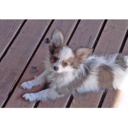 Papillon in Michigan