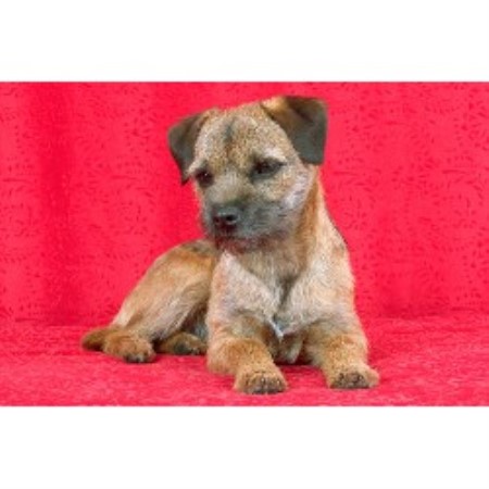 Border Terrier breeder in Fort Wayne Area Indiana