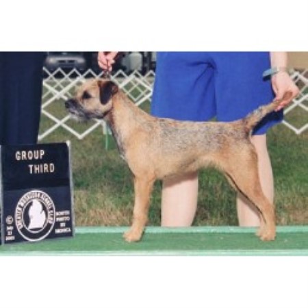 Border Terrier in Indiana picture 2