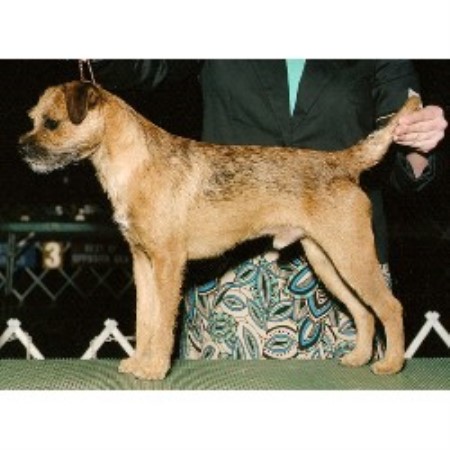 Border Terrier in Indiana
