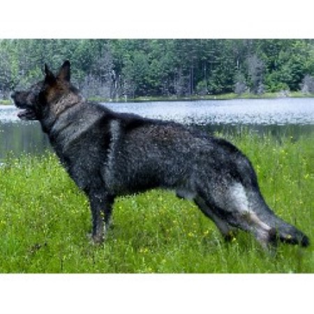 german shepherd puppies nh hena c kennel german shepherd breeder in concord new hshire german shepherd puppies nh hena c kennel german shepherd breeder in concord new hshire