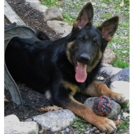 german shepherd puppies nh hena c kennel german shepherd breeder in concord new hshire german shepherd puppies nh hena c kennel german shepherd breeder in concord new hshire