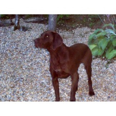 German Shorthaired Pointer Breeder in Bernardston, Massachusetts