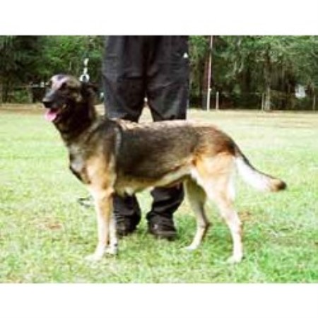 Malinois Breeder in Myakka City (Near Sarasota & Bredenton, Fl), Florida