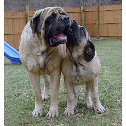 Mastiff breeder in Dennison Ohio