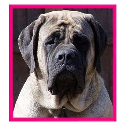 Mastiff in Ohio picture 2