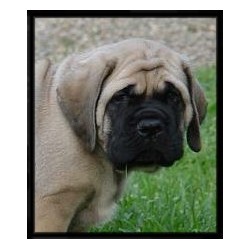 Mastiff breeder in Ohio picture 2