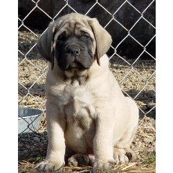 Mastiff in Ohio