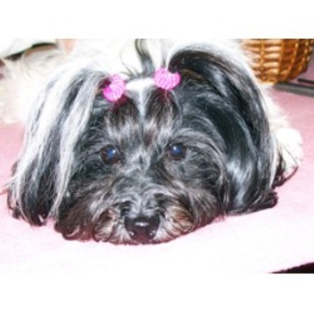 havanese breeders northern california 3vs havanese havanese breeder in sycamore illinois havanese breeders northern california 3vs havanese havanese breeder in sycamore illinois
