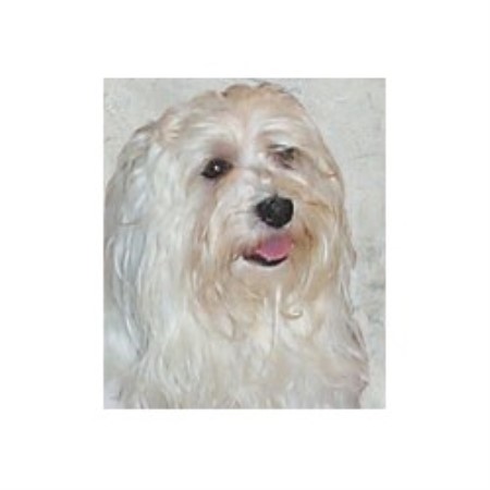 havanese rescue il 3vs havanese havanese breeder in sycamore illinois havanese rescue il 3vs havanese havanese breeder in sycamore illinois