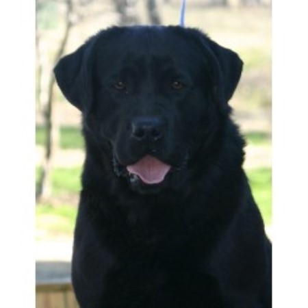 Labrador Retriever Breeder in Gillett, Pennsylvania
