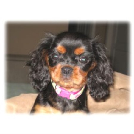 Coosa Creek Cavaliers Cavalier King Charles Spaniel