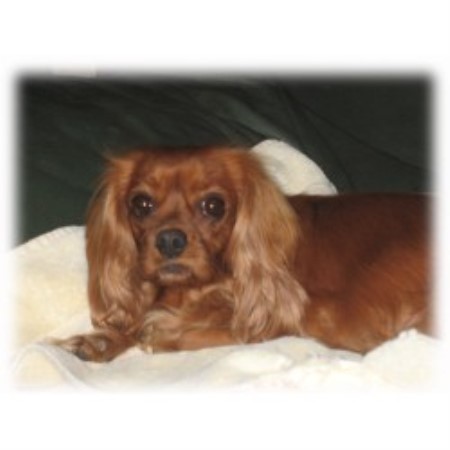 Cavalier King Charles Spaniel in Florida picture 2