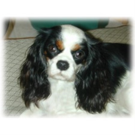 Cavalier King Charles Spaniel breeder in Florida picture 2
