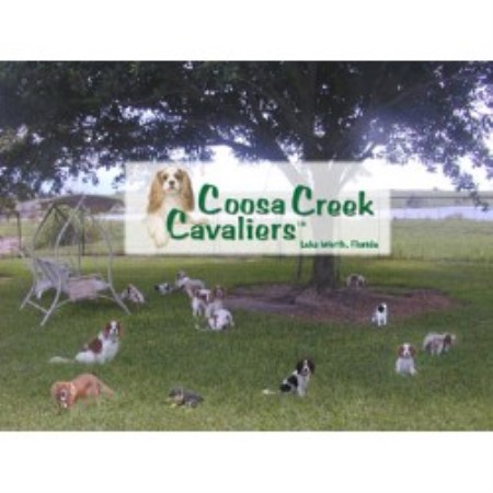 Coosa Creek Cavaliers - In Sunny South Florida