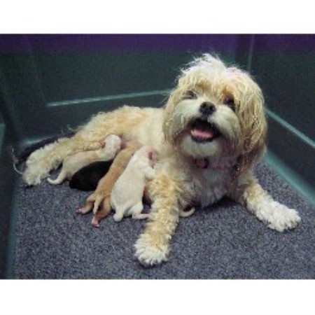 Havanese in Arizona picture 2