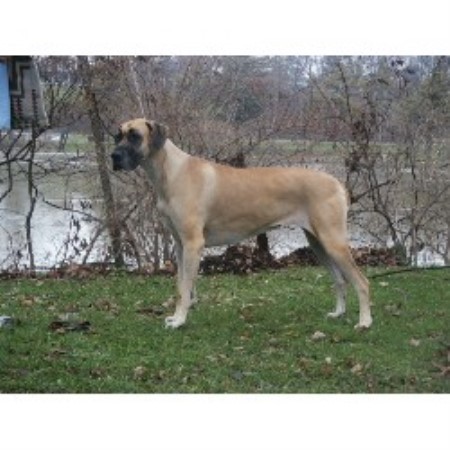 Great Dane breeder in Defiance Ohio