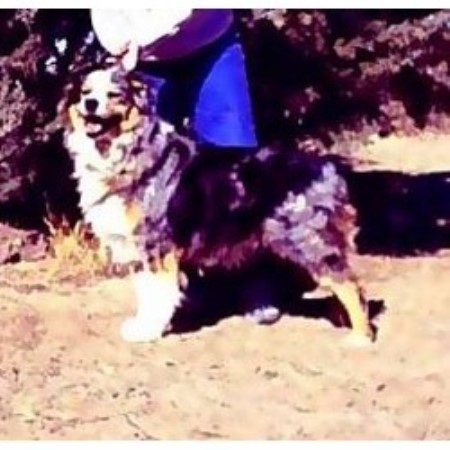 Australian Shepherd Dog Breeder in Bosque, New Mexico