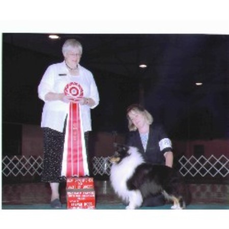 Shetland Sheepdog breeder in Grants Pass, Oregon