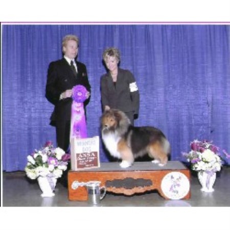 Shetland Sheepdog Breeder in Grants Pass,, Oregon