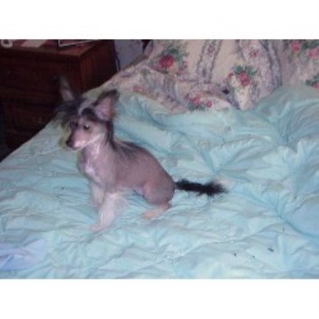 Chinese Crested breeder in Brooksville Florida
