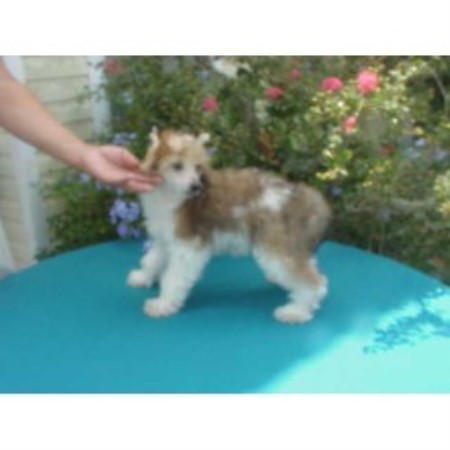 Chinese Crested in Florida