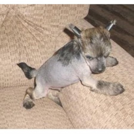 Chinese Crested breeder in Florida picture 2