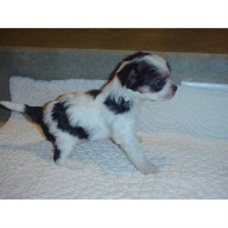 Chinese Crested in Florida picture 2