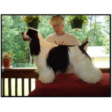 American Cocker Spaniel in Georgia picture 2